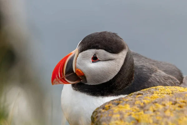 Tiro Perto Puffin Atlântico Sobre Rochas Durante Dia Com Fundo — Fotografia de Stock