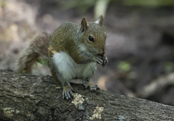 Close Esquilo Pequeno Bonito Comendo Comida Caule Árvore — Fotografia de Stock