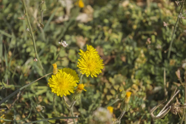 Een Closeup Van Een Paardebloem Het Voorjaar — Stockfoto