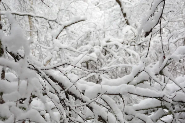 Větve Stromů Pokryté Sněhem Švédsku — Stock fotografie