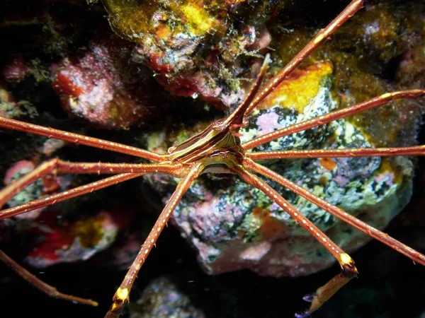 Close Eastern Atlantic Arrow Crab Stenorhynchus Lanceolatus Natural Underwater Habitat — Stock Photo, Image