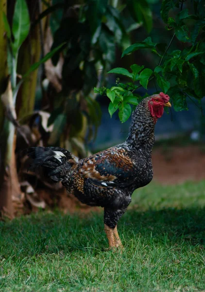 Egy Függőleges Lövés Egy Paraszt Csirkéről Parkban — Stock Fotó