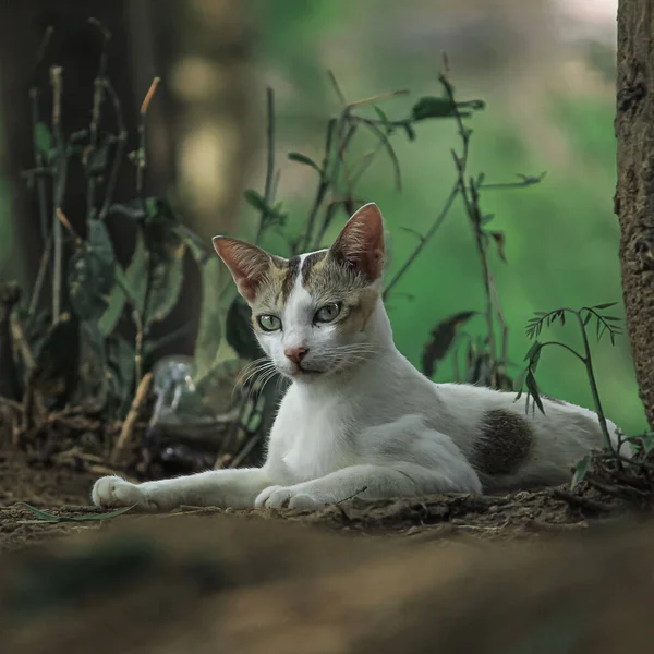 Gato Branco Curioso Com Manchas Marrons Deitado Natureza — Fotografia de Stock
