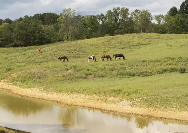 在普拉斯基的田野里 一幅美丽的马儿在温暖的下午的阳光下吃草的景象 — 图库照片