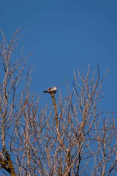 Низкоугольный Снимок Евразийской Птицы Сидящей Ветвях Деревьев Ясном Фоне Неба — стоковое фото