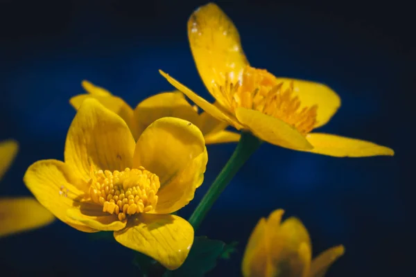 Close Uma Flor Daffodil — Fotografia de Stock