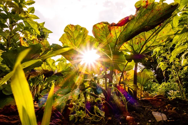 Ein Schöner Schuss Gartenrhabarber Unter Der Sonne — Stockfoto
