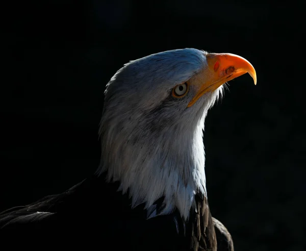 Closeup Head Southern Bald Eagle Bird Blurry Dark Background — Stock Photo, Image