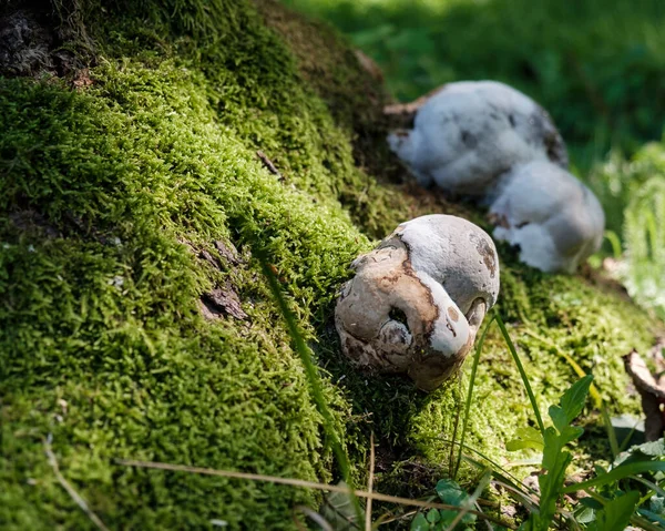 Tiro Perto Rochas Musgo Uma Floresta — Fotografia de Stock