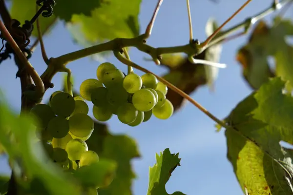 Closeup Shot Growing Green Grape Hanging Grape Vine — Stock Photo, Image