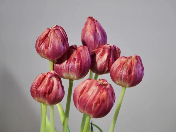 Closeup Shot Red Tulips Isolated White Background — Stock Photo, Image
