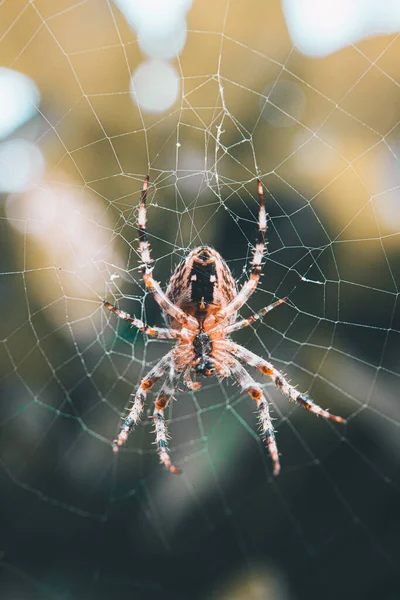 ウェブを織っているヨーロッパの庭のクモのクローズアップショット — ストック写真
