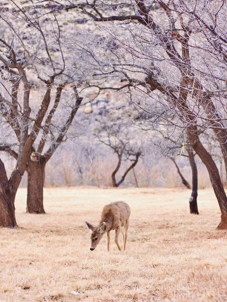 フィールド内の木の下にラバ鹿 Odocoileus Hemionus 放牧草の垂直ショット — ストック写真