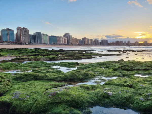 Kameny Pokryté Mechem Pláži Městským Panoramatem Žlutým Horizontem Pozadí — Stock fotografie