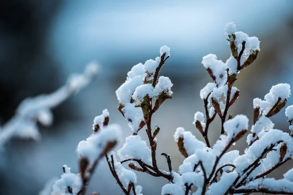 Zbliżenie Gałęzi Drzew Pączkami Pokrytymi Śniegiem — Zdjęcie stockowe
