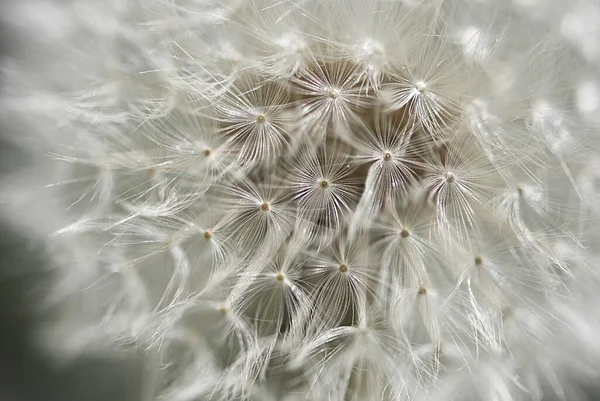 Une Belle Macro Texture Des Graines Blanches Pissenlit — Photo