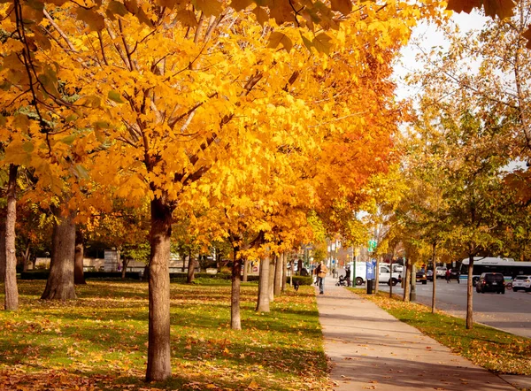 Eine Vertikale Aufnahme Von Herbstbäumen Der Straße — Stockfoto