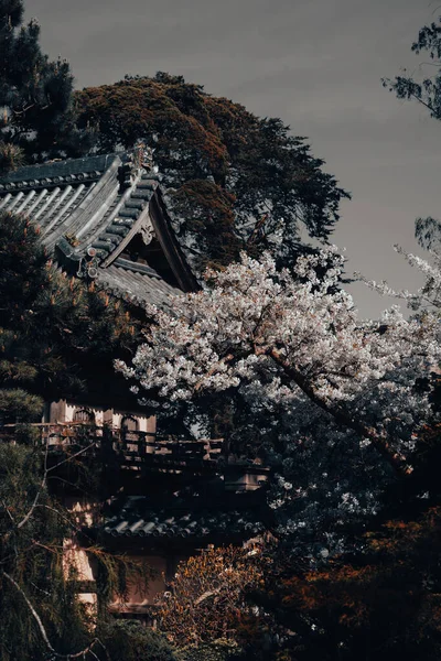サンフランシスコに桜の咲く古い木造寺院の美しい景色 — ストック写真
