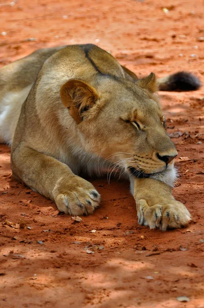 Vertical Shot Young Lioness Conservation Area Victoria Falls Zambia Africa — Stock Photo, Image