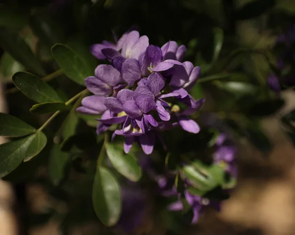 A closeup of blooming Mountain Laurel flowers during spring in Texas