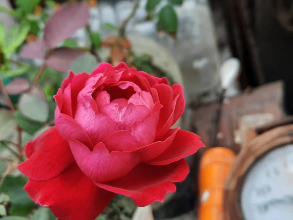 Крупный План Красной Розы Цветущей Саду — стоковое фото