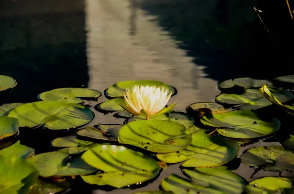 一个美丽的水莲在阳光下的池塘里 — 图库照片