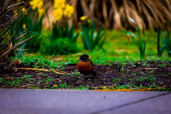 一只橙色知更鸟栖息在公园里 — 图库照片