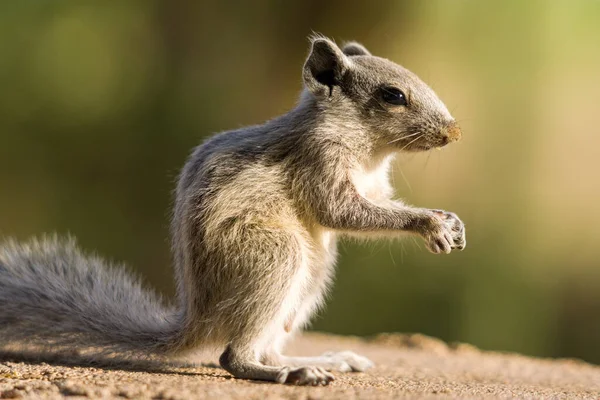 Eine Nahaufnahme Von Grauhörnchen Das Auf Dem Boden Steht Unscharfen — Stockfoto