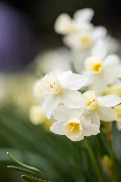 Primer Plano Una Flor Narcisa —  Fotos de Stock