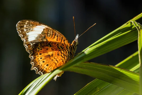 太陽の光で葉の上に休んでいる君主蝶 — ストック写真
