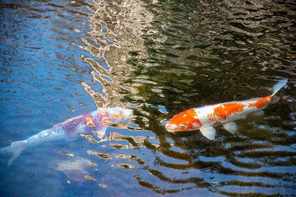 Beautiful Shot Two Koi Fishes Water Next Each Other — Stock Photo, Image