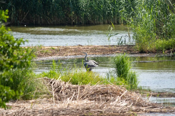 Schöne Aufnahme Eines Graureihers Der Flachen Wasser Des Sees Bei — Stockfoto