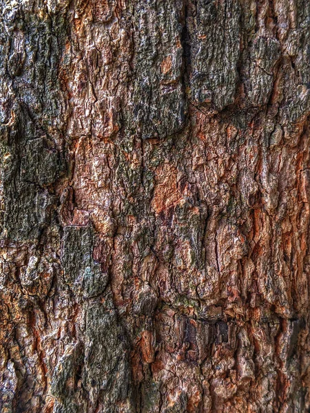 Pozadí Kůry Stromu — Stock fotografie