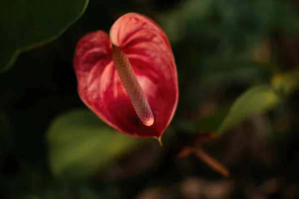 Primer Plano Una Flor Roja Anthurium —  Fotos de Stock
