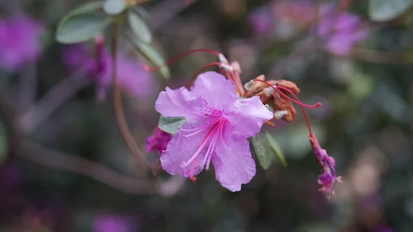 Romarin Sauvage Fleurs Vibrantes Sur Fond Flou — Photo