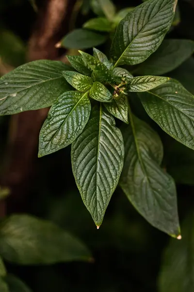 Closeup Green Leaves Park — Stockfoto