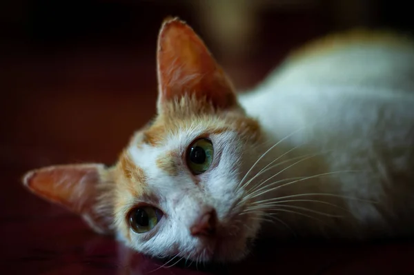 床に寝そべっている可愛い猫の顔のクローズアップ — ストック写真