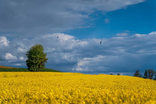 Желтое Рапсовое Поле Ласточками Облачным Небом — стоковое фото