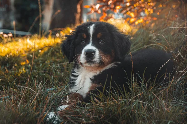 Крупный План Бернской Горной Собаки Лежащей Траве — стоковое фото