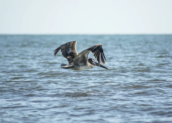 Pelícano Volando Sobre Mar Ondulado Costa — Foto de Stock