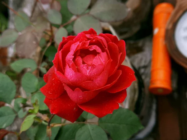 Bahçede Açan Damlacıkları Olan Kırmızı Bir Gül — Stok fotoğraf