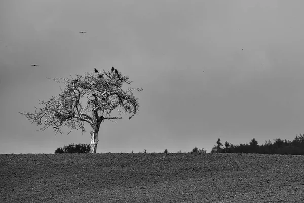 Une Vue Angle Bas Bel Arbre Dans Forêt Noir Blanc — Photo