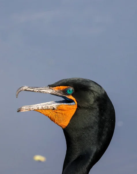 Closeup Portrait Face Double Crested Cormorant Circle Bar Reserve Lakeland — Stock Photo, Image