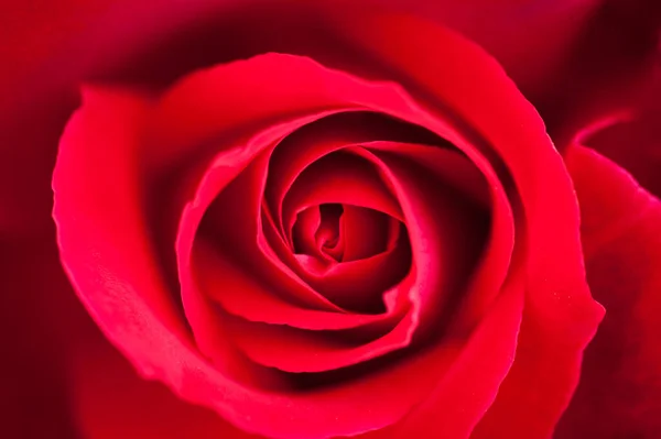 一朵红玫瑰的宏图 — 图库照片
