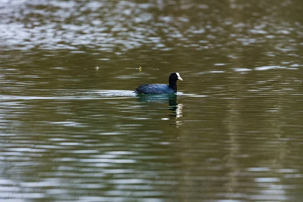 Ein Einsamer Blässhuhn Schwimmt Auf Einem Ruhigen See — Stockfoto