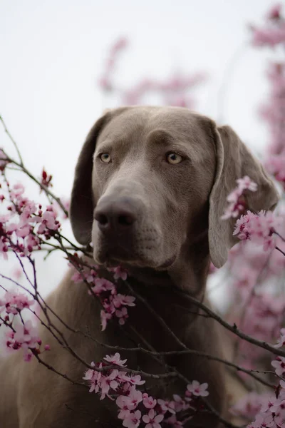 Szelektív Fókuszfelvétel Egy Imádnivaló Weimaraner Kutyáról Egy Cseresznyefa Közelében Tavasszal — Stock Fotó