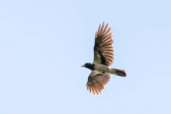 Vue Panoramique Oiseau Corbeau Capuchon Volant Dans Liberté Ciel Bleu — Photo