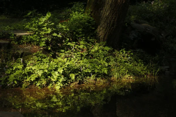 森の中の水を反射した植物 — ストック写真
