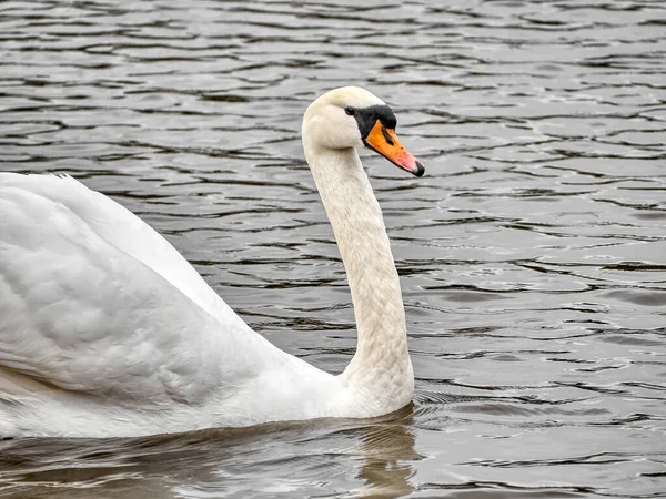 Eine Seitenaufnahme Des Wasser Schwimmenden Männlichen Höckerschwans Cygnus Olor — Stockfoto