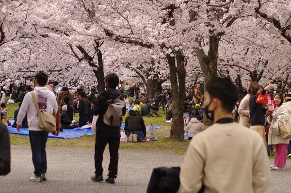 Vicolo Sakura Nella Stagione Primaverile Quando Fiori Ciliegio Sbocciano Diventato — Foto Stock